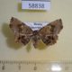 58838p Noctuidae Pangrapta griseola f Primorye $8