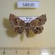 58839p Noctuidae Pangrapta griseola Primorye $8
