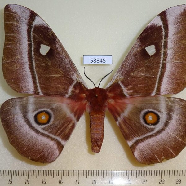 Saturniidae Bunaea aslauga f Madagascar