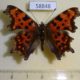 58848p Nymphalidae Polygonia c-album Primorye $4