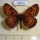 58855p Nymphalidae Melitaea latonigena Transbaikal reg. $5