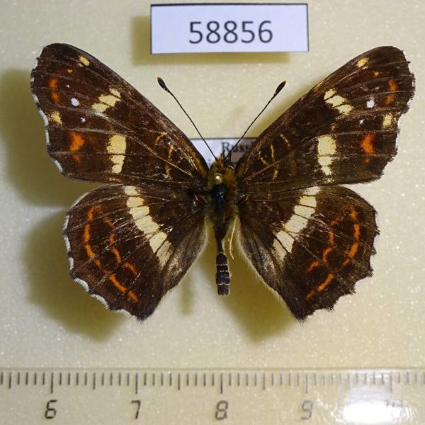 Nymphalidae Araschnia burejana (summer form) Primorye