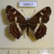58857p Nymphalidae Araschnia burejana (summer form) Primorye $6