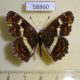 58860p Nymphalidae Araschnia burejana (summer form) Primorye $6