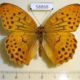 58868p Nymphalidae Damora sagana Primorye $5