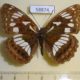 58874p Nymphalidae Limenitis doerriesi f Primorye $4