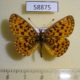 58875p Nymphalidae Clossiana perryi Primorye $10