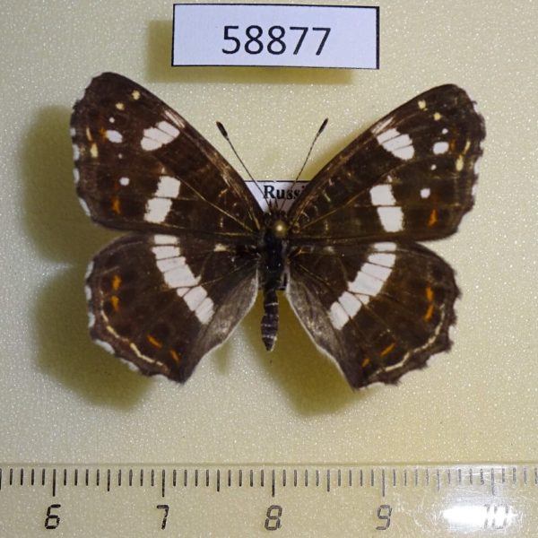Nymphalidae Araschnia levana (summer form) f Primorye