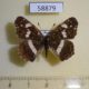 58879p Nymphalidae Araschnia levana (summer form) Primorye $5