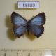 58880p Lycaenidae Ahlbergia korea f Primorye $8