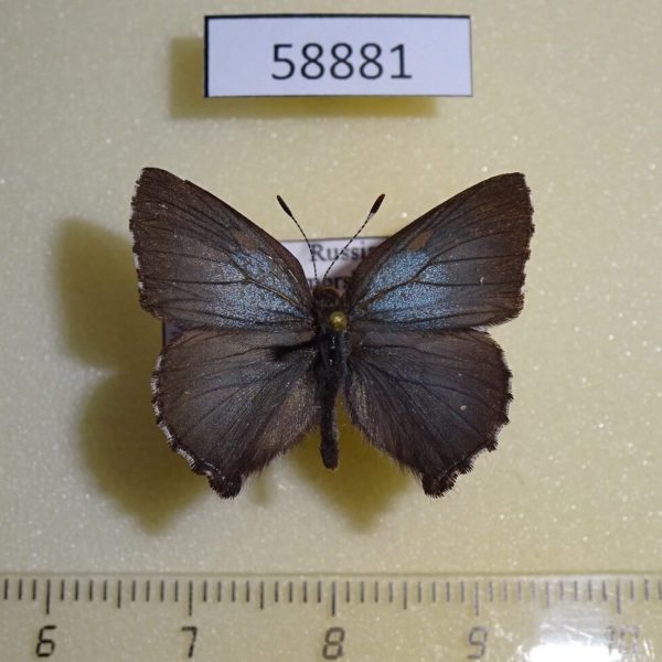 Lycaenidae Ahlbergia korea Primorye