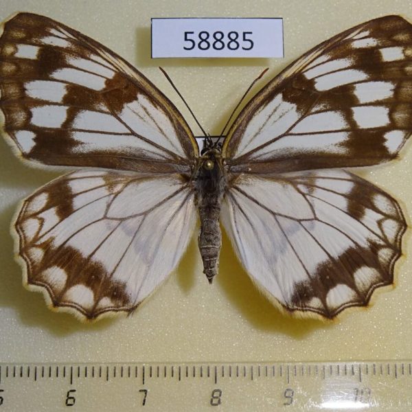 Satyridae Melanargia halimede f Primorye
