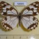 58885p Satyridae Melanargia halimede f Primorye $8