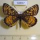 58897p Nymphalidae Melitaea latonigena f Transbaikal reg. $6