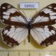 58902p Satyridae Melanargia epimede Primorye $6