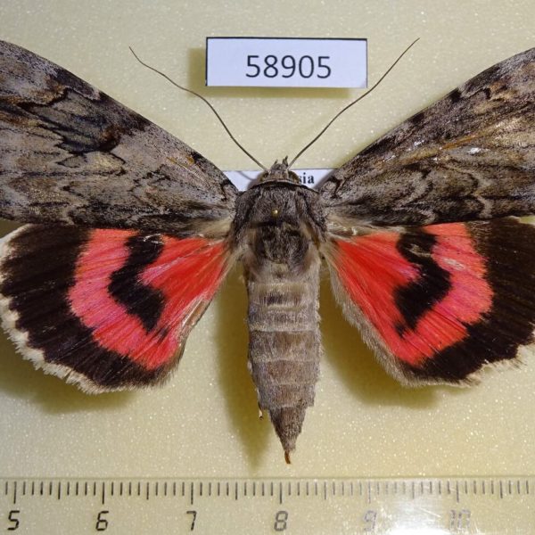 Noctuidae Catocala electa f Primorye