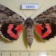 58905p Noctuidae Catocala electa f Primorye $7