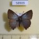 58909p Lycaenidae Ahlbergia korea Primorye $5