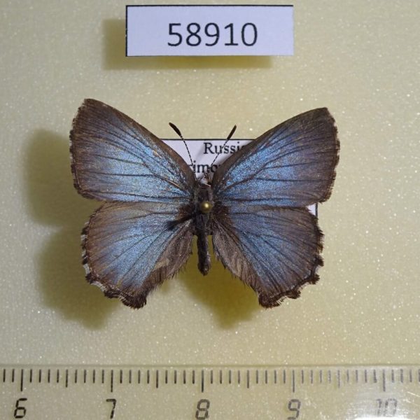 Lycaenidae Ahlbergia korea f Primorye