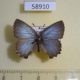 58910p Lycaenidae Ahlbergia korea f Primorye $8