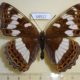 58917p Nymphalidae Limenitis populi f Primorye $25