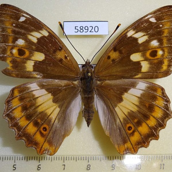 Nymphalidae Apatura ilia f Primorye