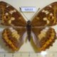 58920p Nymphalidae Apatura ilia f Primorye $9
