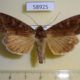 58925p Noctuidae Polia bombycina f Primorye $6