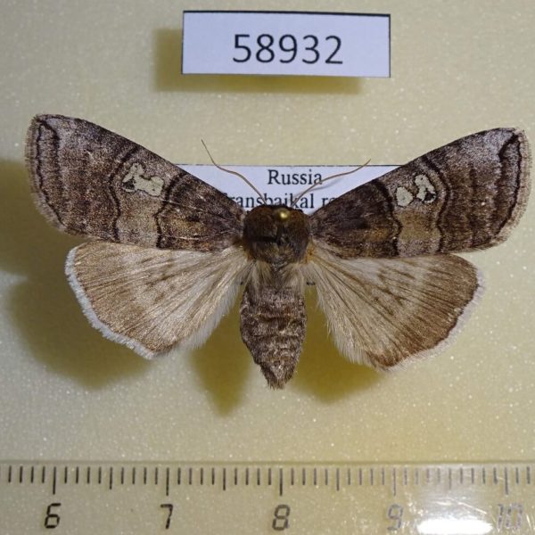 Thyatiridae Tethea ocularis amurensis Primorye