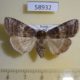 58932p Thyatiridae Tethea ocularis amurensis Primorye $6