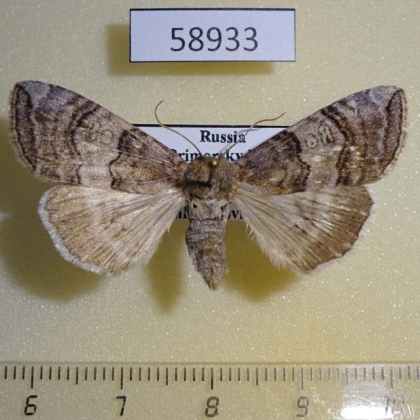 Thyatiridae Tethea ocularis amurensis Primorye