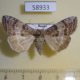 58933p Thyatiridae Tethea ocularis amurensis Primorye $6