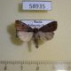 58935p Noctuidae Stygiodyna maurella Primorye $7