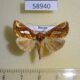 58940p Noctuidae Plusia festucae Primorye $5