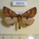58943p Notodontiidae Ptilodon capucina Khakassia rep. $5