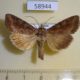58944p Noctuidae Polia bombycina Primorye $5