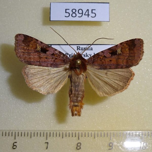 Noctuidae Diarsia brunnea Primorye