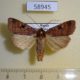 58945p Noctuidae Diarsia brunnea Primorye $6
