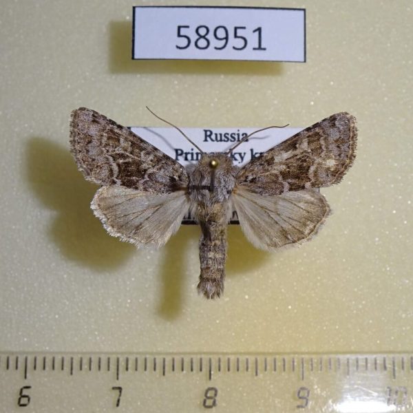 Noctuidae Hecatera bicolorata Primorye
