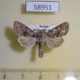 58951p Noctuidae Hecatera bicolorata Primorye $6