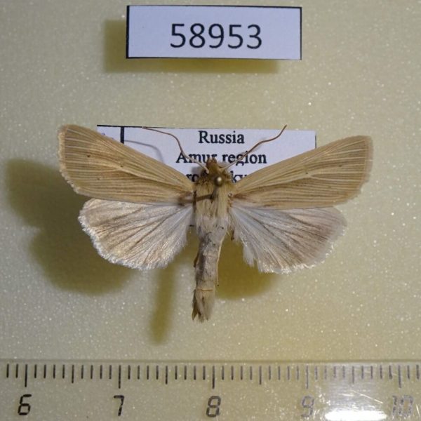 Noctuidae Mythimna pallens Amur reg.