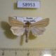 58953p Noctuidae Mythimna pallens Amur reg. $5