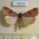 58956p Noctuidae Diarsia brunnea Primorye $6