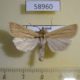 58960p Noctuidae Mythimna pallens Primorye $5