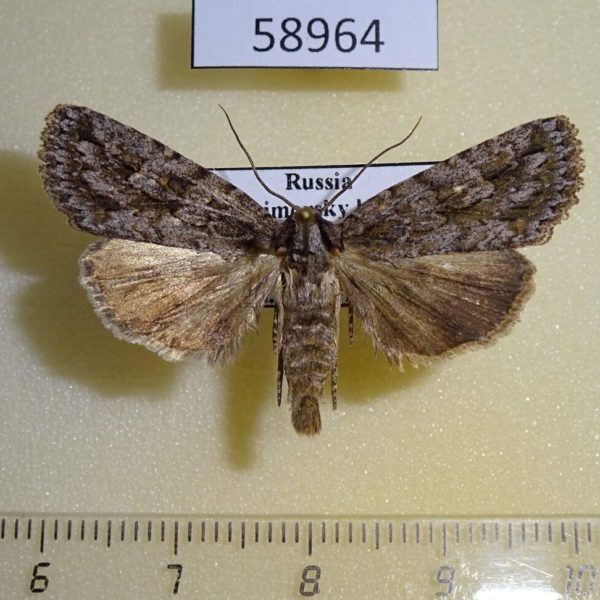 Noctuidae Phidrimana amurensis Primorye