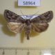 58964p Noctuidae Phidrimana amurensis Primorye $5