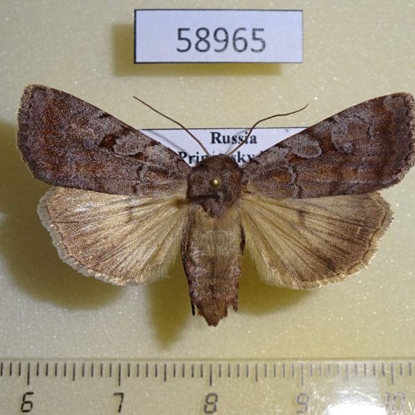 Noctuidae Coenophila subrosea f Primorye