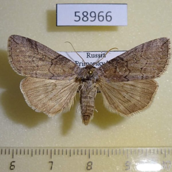 Thyatiridae Tethea or Primorye