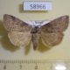 58966p Thyatiridae Tethea or Primorye $6