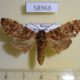 58968p Notodontiidae Hagapterix mirabilior Primorye $4